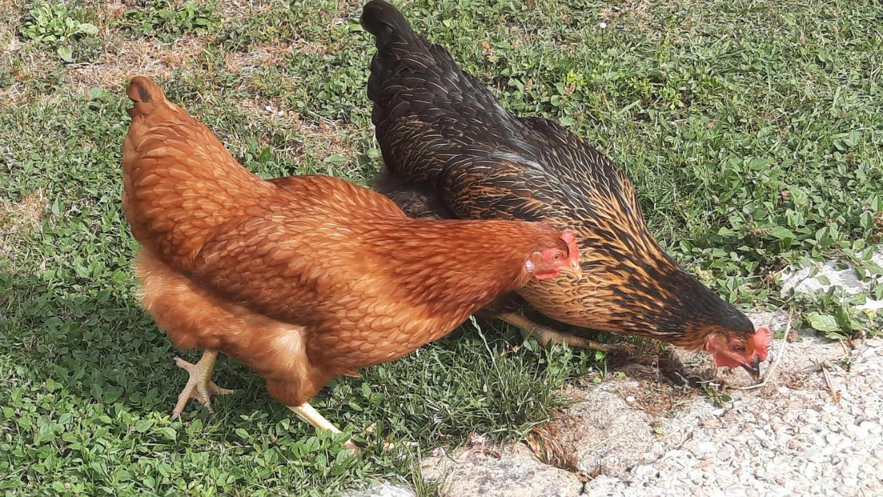 La Jolie Parenthese Daire Saint-Sauveur-d'Aunis Dış mekan fotoğraf